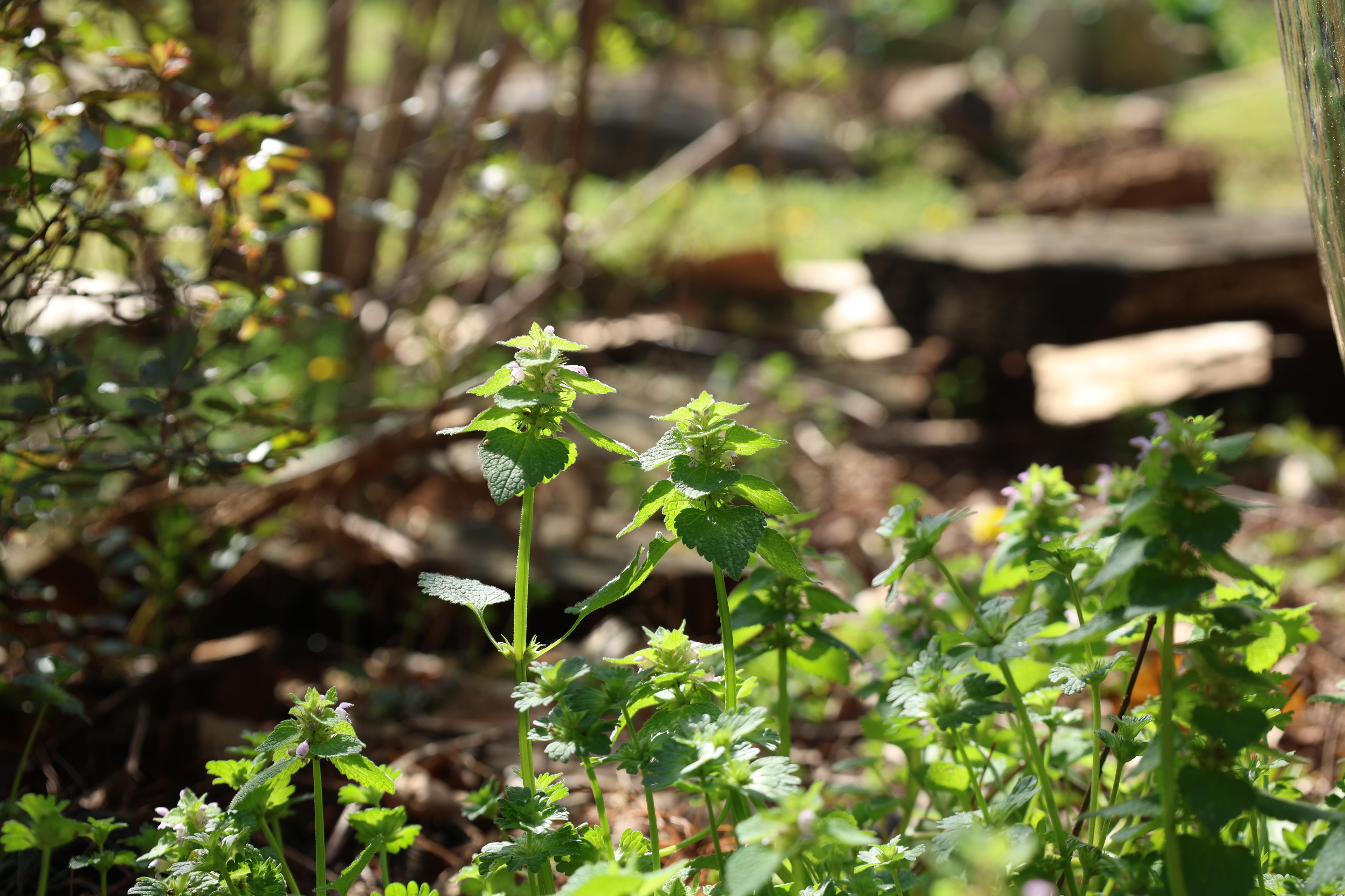 Green plants with blurred natural background
